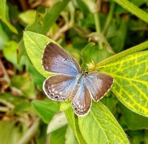 Plains Cupid