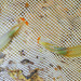 Beavertail Fairy Shrimp - Photo (c) BJ Stacey, all rights reserved