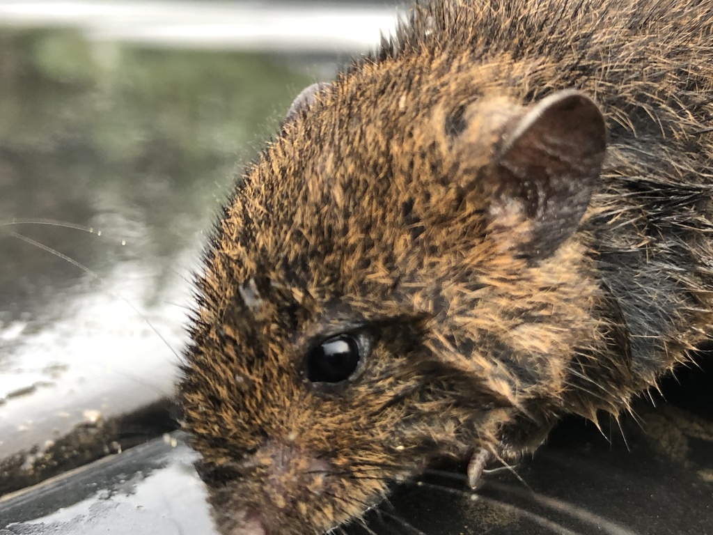 dusky rice rat from 9 de Octubre, Mindo, Pichincha, EC on January 19 ...