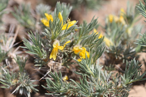 Caragana tibetica