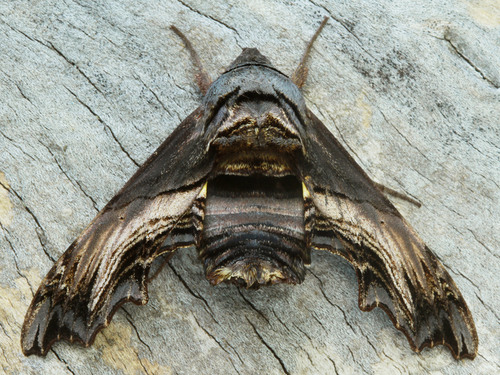 Abbott's Sphinx