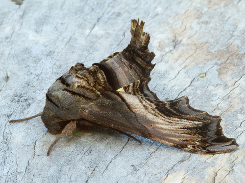 Sphecodina abbottii Swainson, 1821