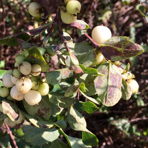 Western Snowberry