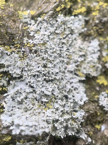 rosette lichen