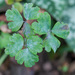 Columbine Powdery Mildew - Photo (c) Tig, all rights reserved, uploaded by Tig