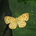 Argyrogrammana stilbe holosticta - Photo (c) Indiana Cristo, kaikki oikeudet pidätetään, uploaded by Lepidoptera Colombiana