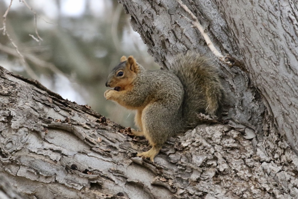 Fox Squirrel From Orchard Mesa Cemetery, Grand Junction, Co, Us On 