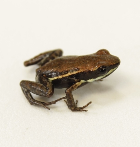 Epipedobates boulengeri (Barbour, 1909)