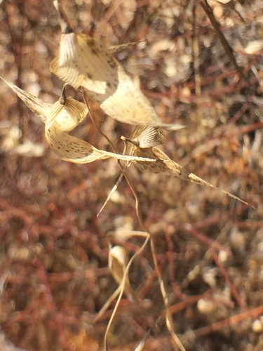 iNaturalist observation photo of Oats