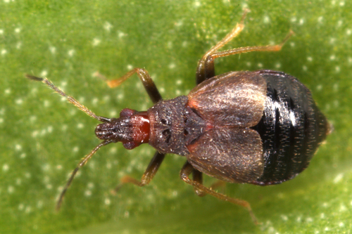 Minute Bladder Bugs (Family Microphysidae) · iNaturalist