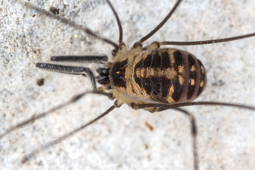 Mitostoma chrysomelas