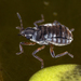 Microvelia reticulata - Photo (c) gernotkunz, όλα τα δικαιώματα διατηρούνται, uploaded by gernotkunz