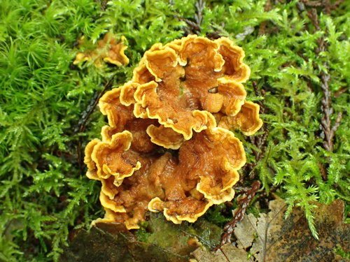 Gauruotoji plutpintė nuotrauka