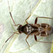 Pilophorus clavatus - Photo (c) gernotkunz, todos os direitos reservados, uploaded by gernotkunz