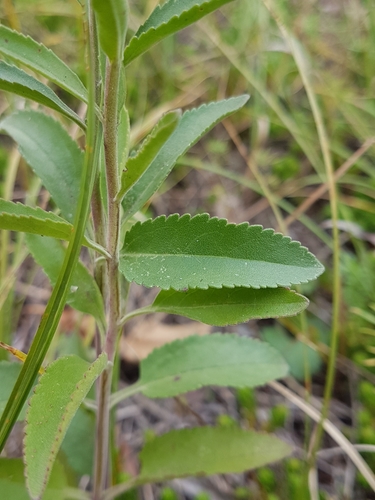 Spiked Speedwell