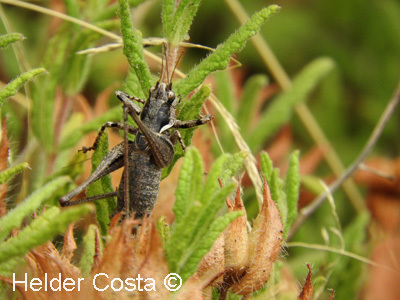 Portuguese Mountain Bush-cricket