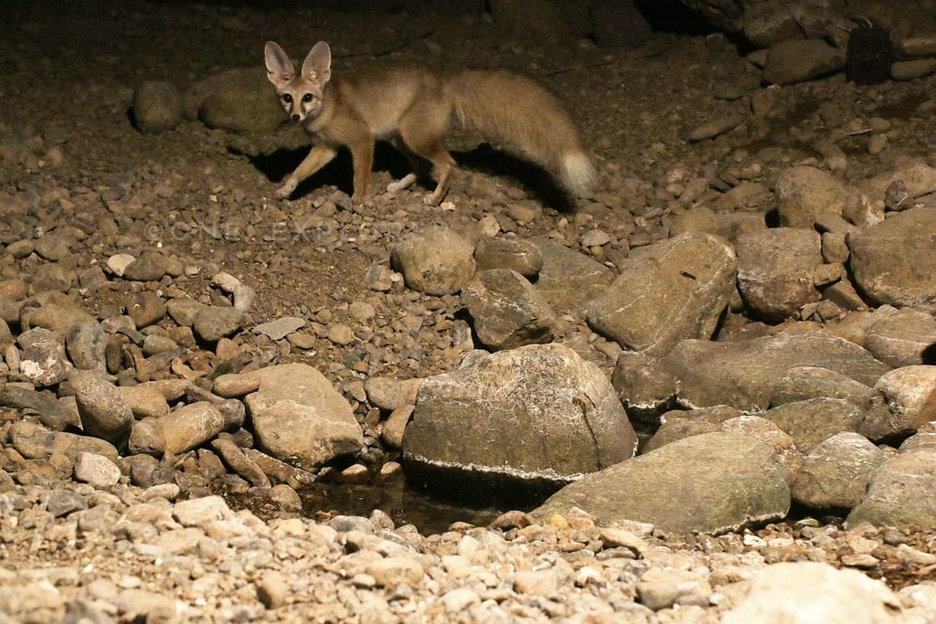 Blanford's Fox in January 2021 by Sami Ullah Majeed · iNaturalist