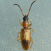 Telephanus - Photo (c) Bill Keim, some rights reserved (CC BY)