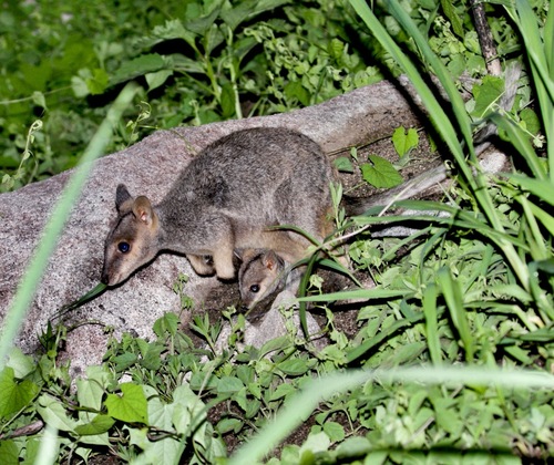 Godman's Rock Wallaby (Petrogale godmani) — Near Threatened Mammalia
