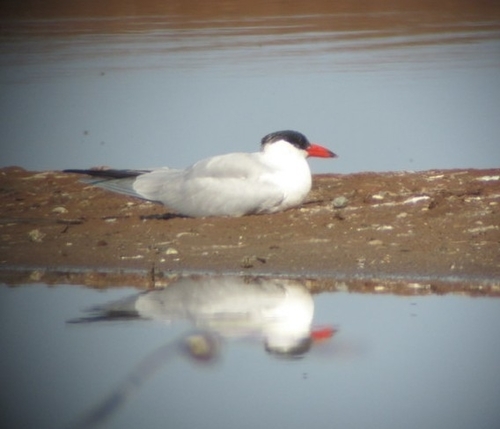 Caspian Tern