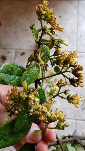 Mikania lindleyana