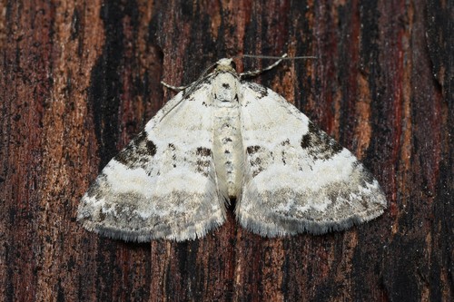 Perizoma blandiata (Denis & Schiffermüller), 1775