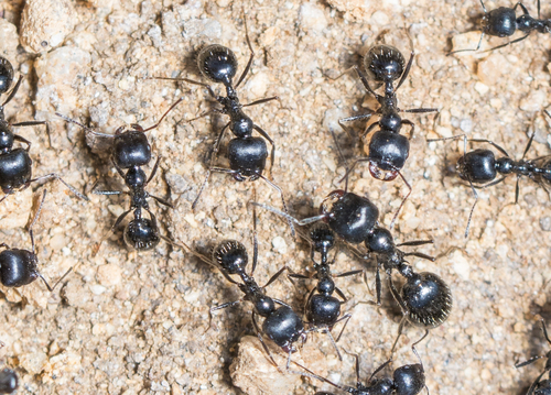 Veromessor pergandei