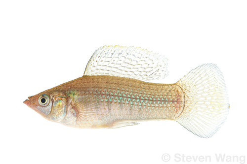 Sailfin Molly