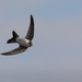 Andean Swift - Photo (c) Jorge Schlemmer, all rights reserved