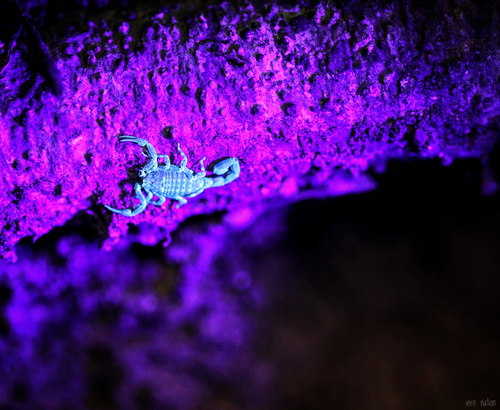 Microtityus starri · iNaturalist