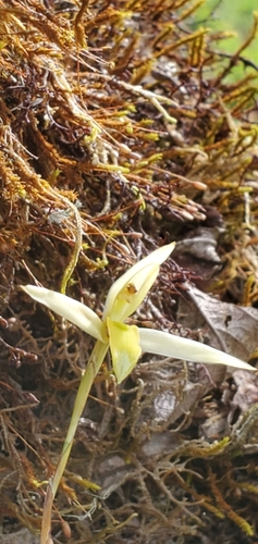 Acuminata Orchid