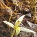 Maxillaria acuminata - Photo (c) Angel Quijos, todos los derechos reservados, subido por Angel Quijos
