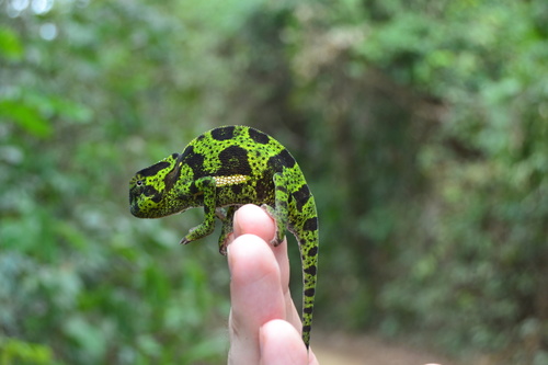 Chamaeleo gracilis etiennei