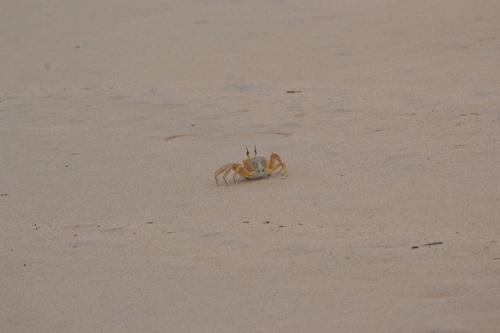 Tufted Ghost Crab
