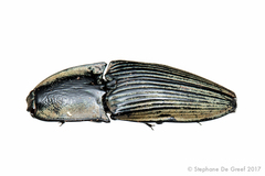 Image of Chalcolepidius silbermanni
