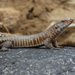 Giant Plated Lizard - Photo (c) Myles Veysey, all rights reserved