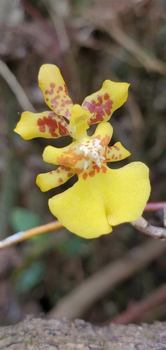 Globe-Bearing Oncidium
