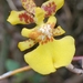 Otoglossum globuliferum - Photo (c) Angel Quijos, all rights reserved, uploaded by Angel Quijos