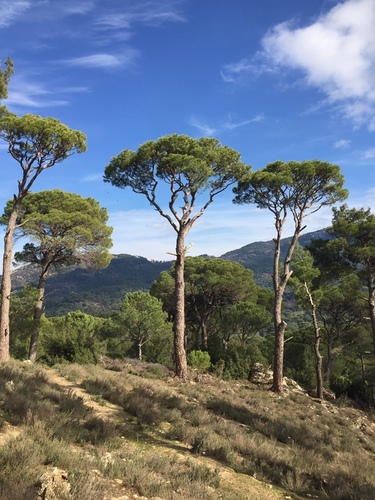 Stone pine