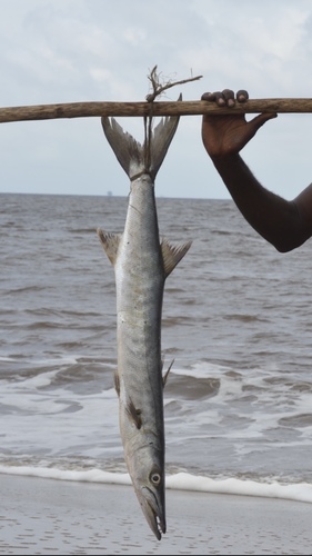 Guinean Barracuda
