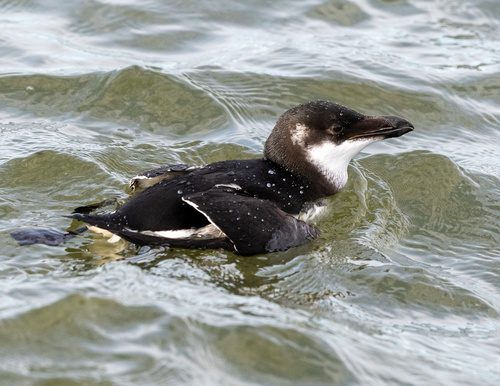 Razorbill
