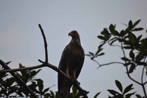Palm-nut Vulture