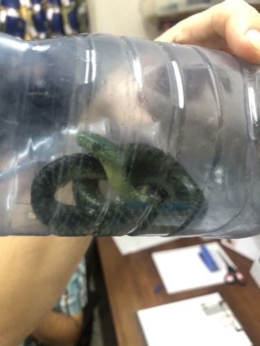 Jameson's Mamba