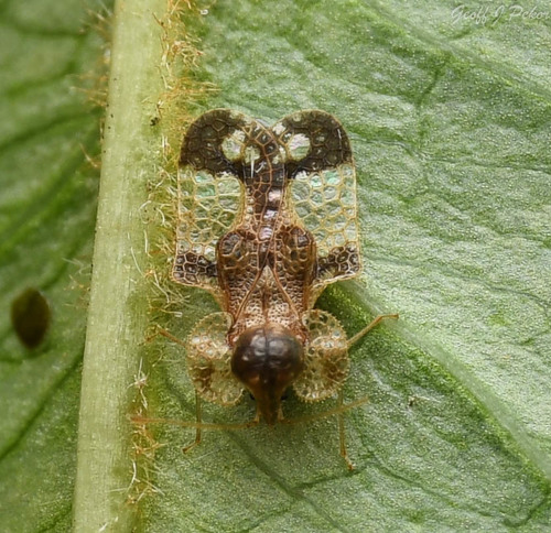 Corythucha associata Osborn & Drake, 1916