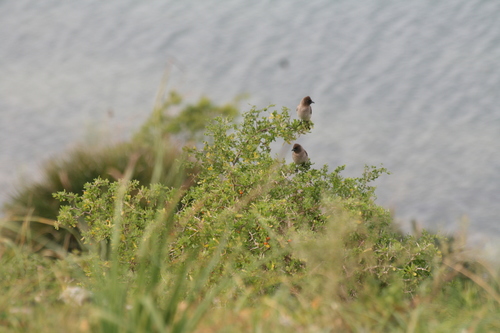 Common Bulbul