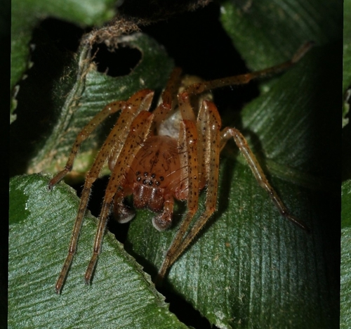 Genus Olbus · iNaturalist United Kingdom