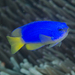 Neon Damselfish - Photo (c) Ian Shaw, all rights reserved, uploaded by Ian Shaw