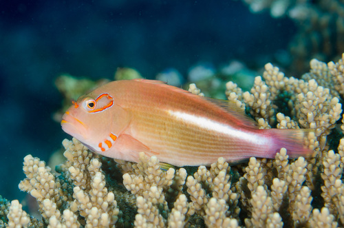 Arc-eye Hawkfish