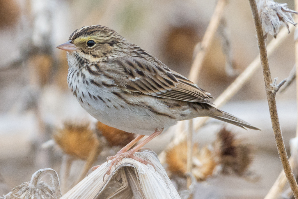 Savannah Sparrow