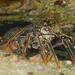 Longlegged Spiny Lobster - Photo (c) Ian Shaw, all rights reserved, uploaded by Ian Shaw